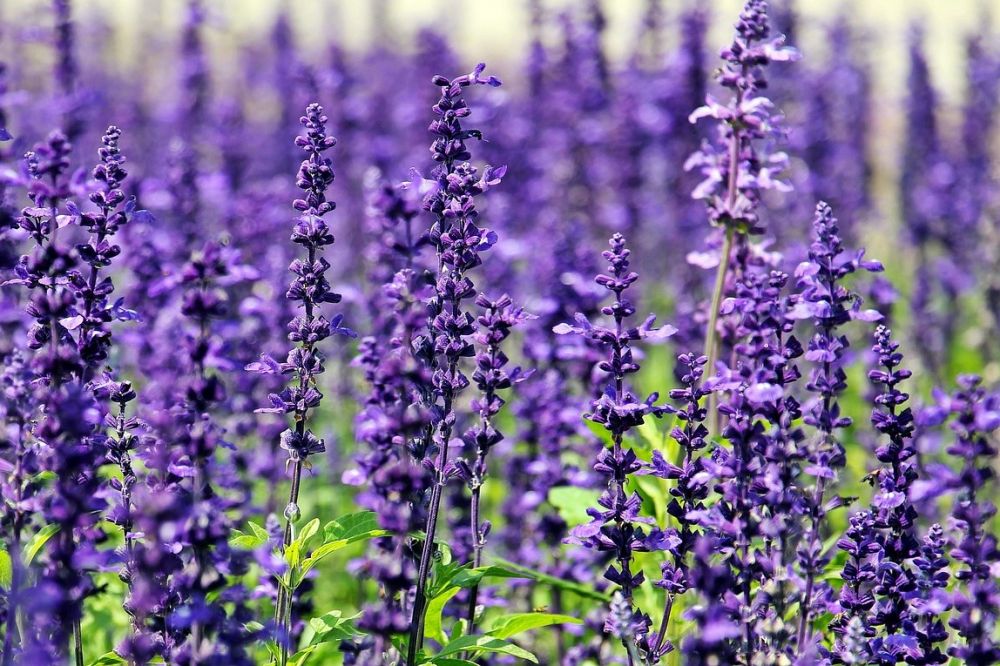 lavanda monache santa cristiana